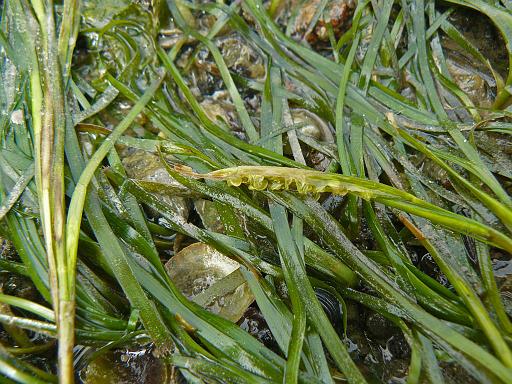 Eelgrass flower, Kinahan Islands.jpg - Eelgrass flower head ( Zostera marina ), West Kinahan Island